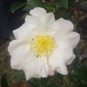 Setsugekka Sasanqua Camellia, Camellia sasanqua 'Setsugekka'